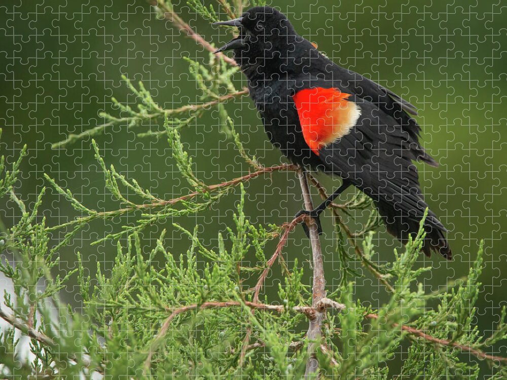 Wildlife Jigsaw Puzzle featuring the photograph Singing Red-winged Blackbird by Kristia Adams