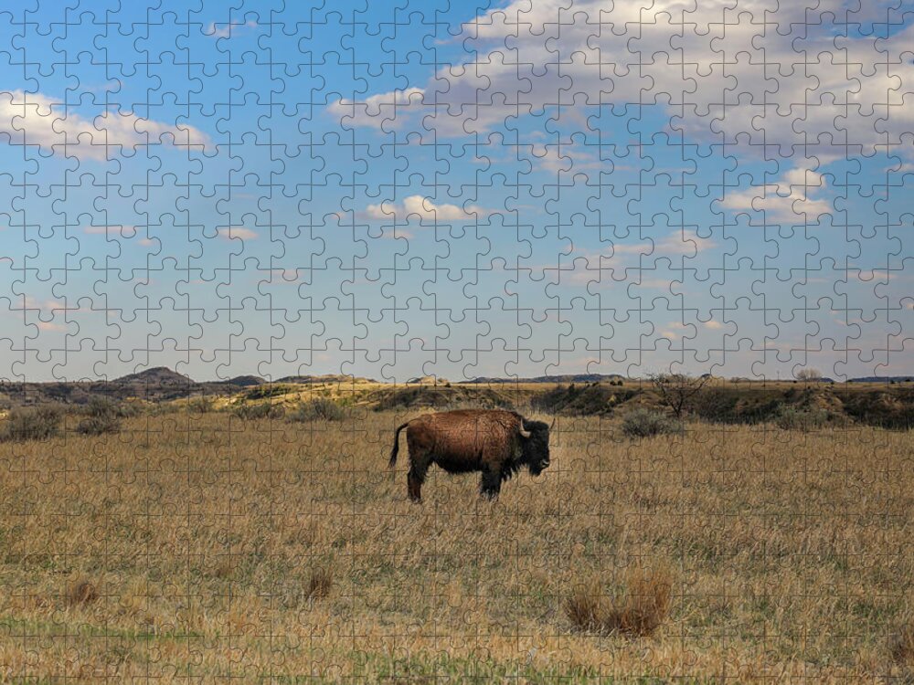 Lone Badlands Bison Jigsaw Puzzle featuring the photograph Single Bison In Open Landscape by Dan Sproul