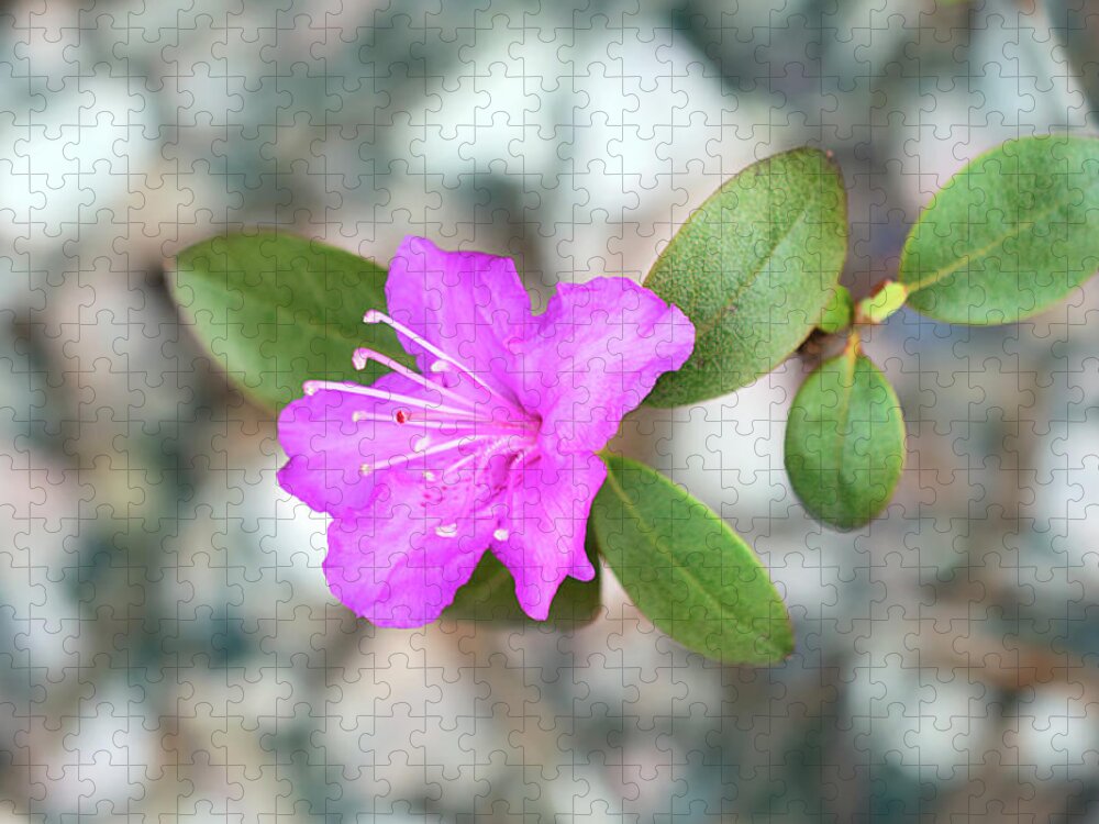 Single Bloom Flower Jigsaw Puzzle featuring the photograph Single Bloom Purple Rhododendron Blossom by Gwen Gibson