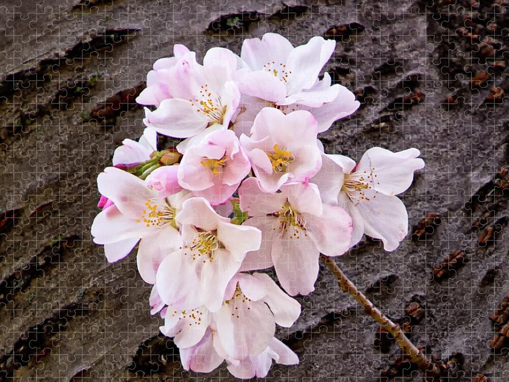 Cherry Blossoms Jigsaw Puzzle featuring the photograph Single Cherry Blossom by C Renee Martin