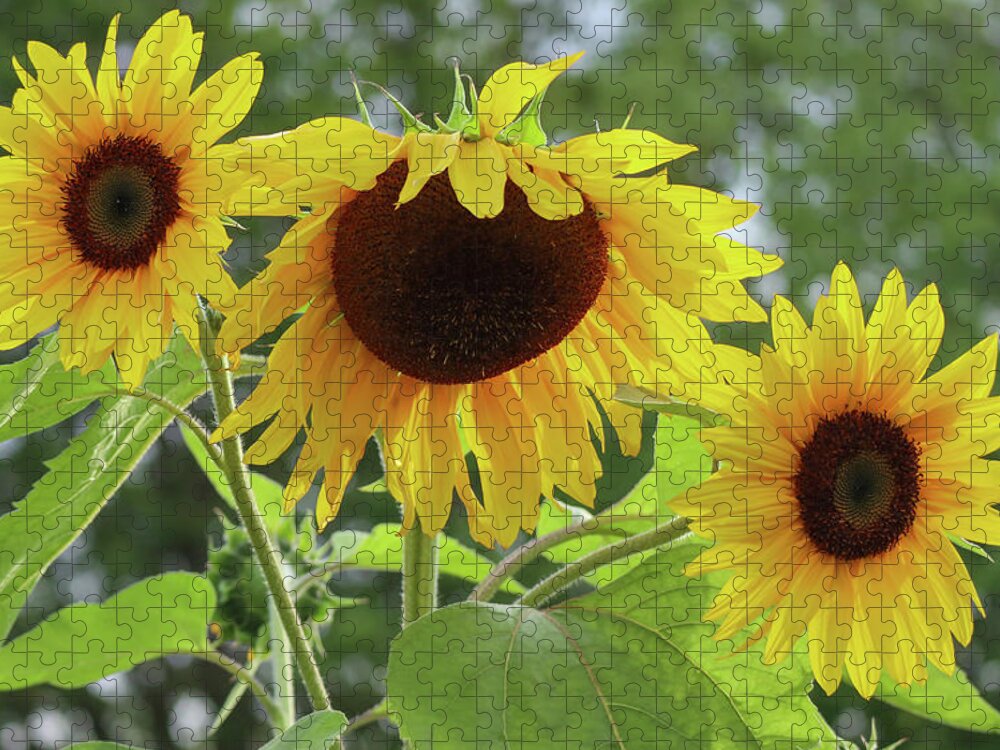Sunflower Jigsaw Puzzle featuring the photograph Sisters of Sunflower Delight by D Lee