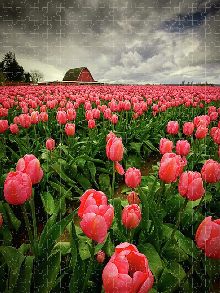 Skagit Valley Tulip Festival Jigsaw Puzzle featuring the photograph Skagit Valley Stormy Sky by Dan Mihai