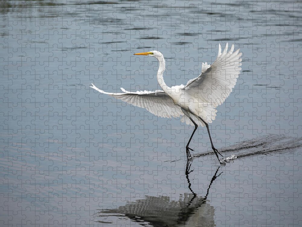 Great Egret Jigsaw Puzzle featuring the photograph Skid Marks by Denise Kopko