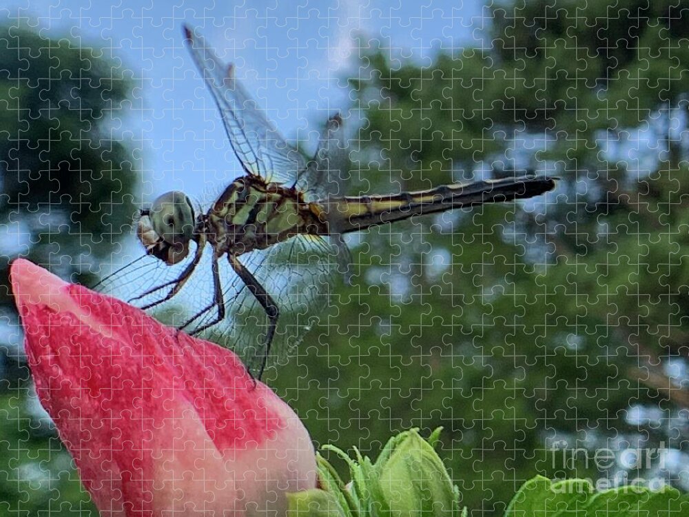 Dragonfly Jigsaw Puzzle featuring the photograph Skimmer On Target by Catherine Wilson