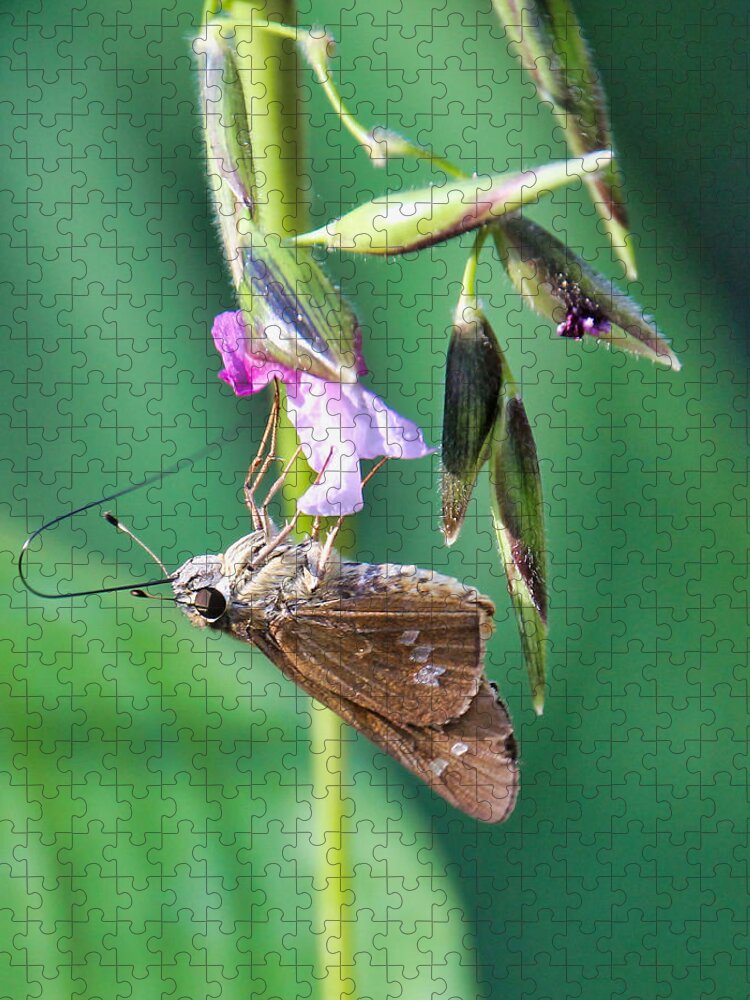Skipper Jigsaw Puzzle featuring the photograph Skipper on Wildflower by Rosalie Scanlon
