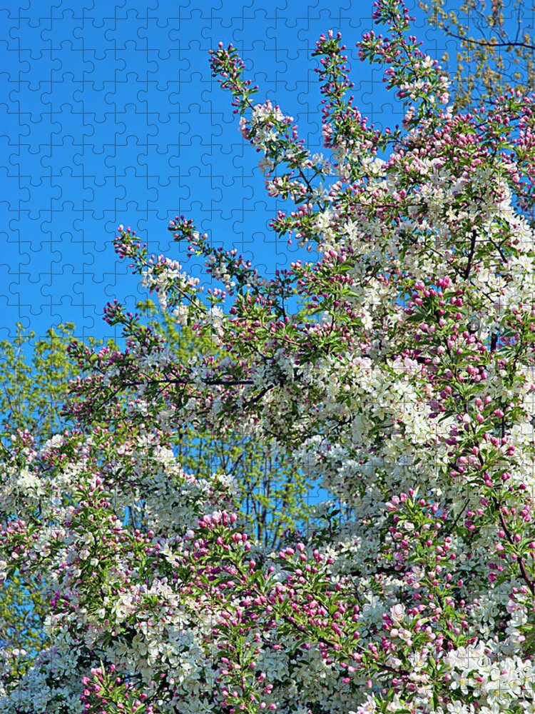 Dexter Jigsaw Puzzle featuring the photograph Skyward Glimpse of Spring 1 by Jill Love