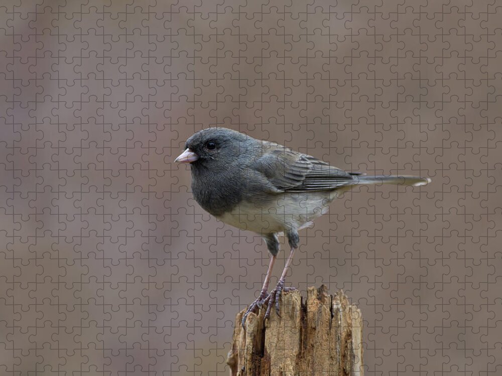 Wildlife Jigsaw Puzzle featuring the photograph Slate-colored Dark-eyed Junco - 6464 by Jerry Owens