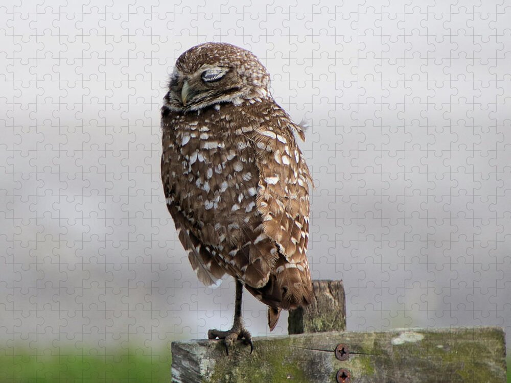 Owl Jigsaw Puzzle featuring the photograph Sleeping Burrowing Owl by Rosalie Scanlon