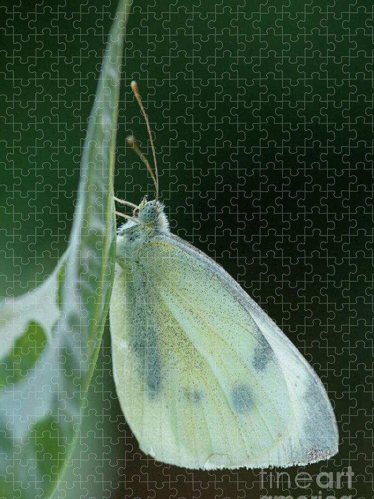 Cabbage White Jigsaw Puzzle featuring the photograph Sleeping Cabbage White Butterfly #1 by Nancy Gleason