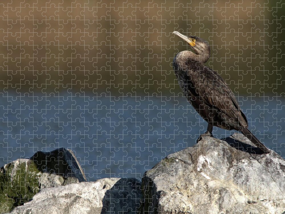Feathers Jigsaw Puzzle featuring the photograph Sleeping Cormorant on rocks by Baggieoldboy