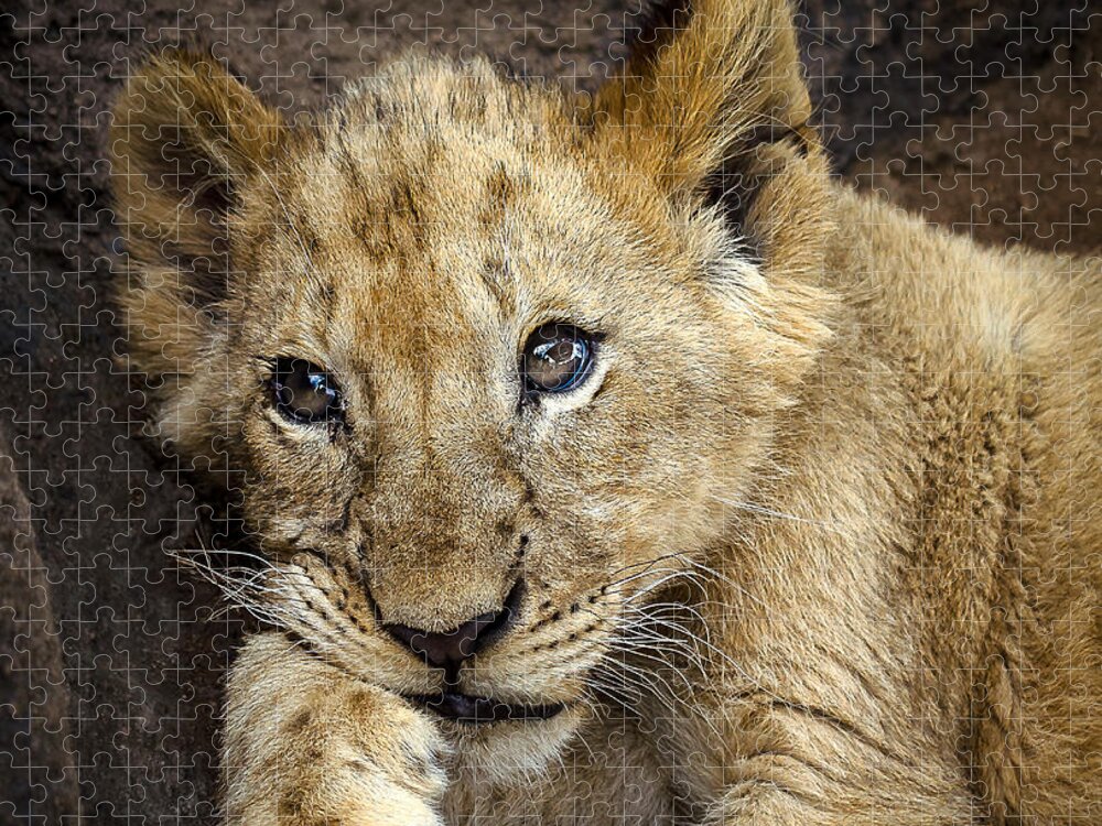 Lion Jigsaw Puzzle featuring the photograph Sleepy Lion Cub by Linda Villers