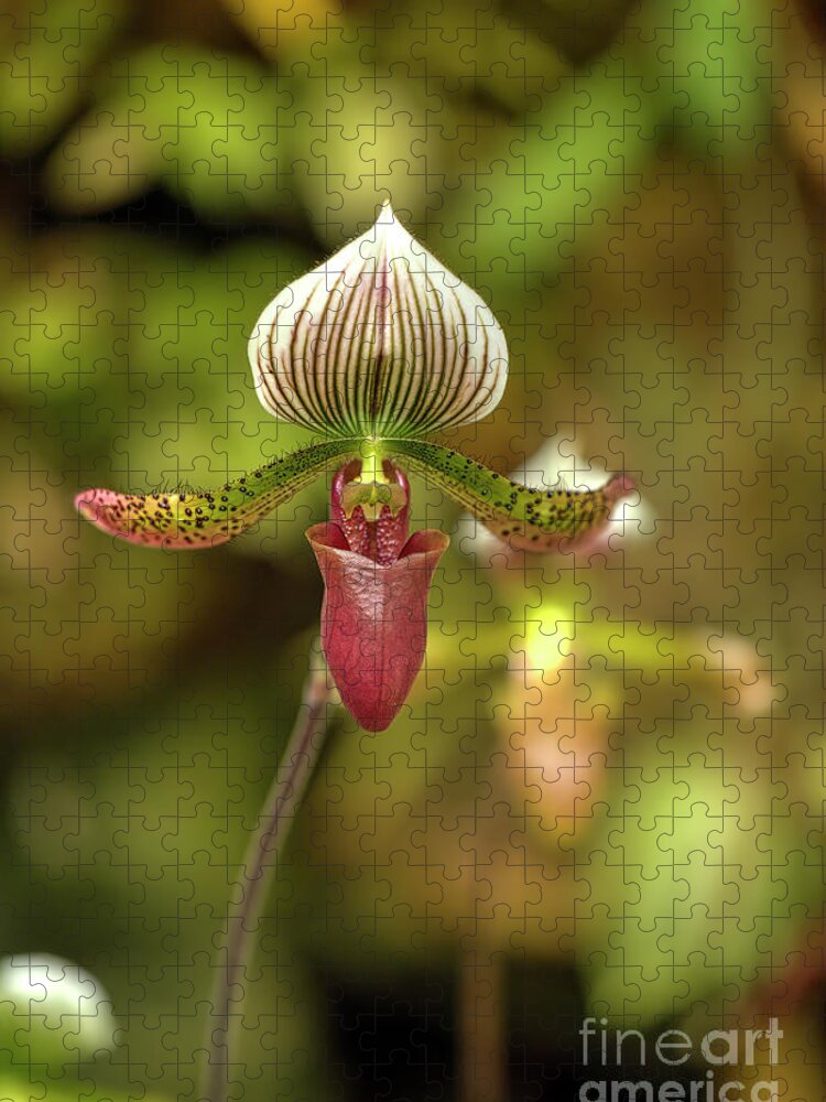 Photographs Jigsaw Puzzle featuring the photograph Slipper Orchid by Felix Lai