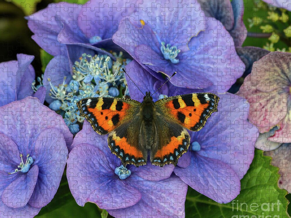 Butterfly Jigsaw Puzzle featuring the photograph Small Tortoiseshell Butterfly by Marie Dudek Brown