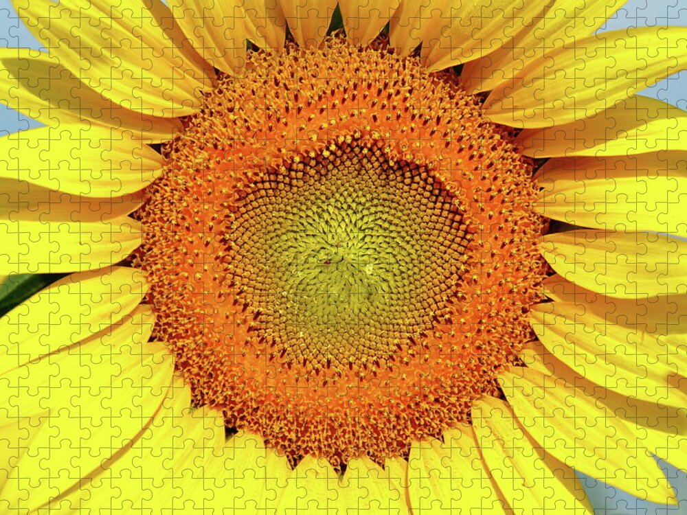 Sunflower Jigsaw Puzzle featuring the photograph Smile by Lens Art Photography By Larry Trager
