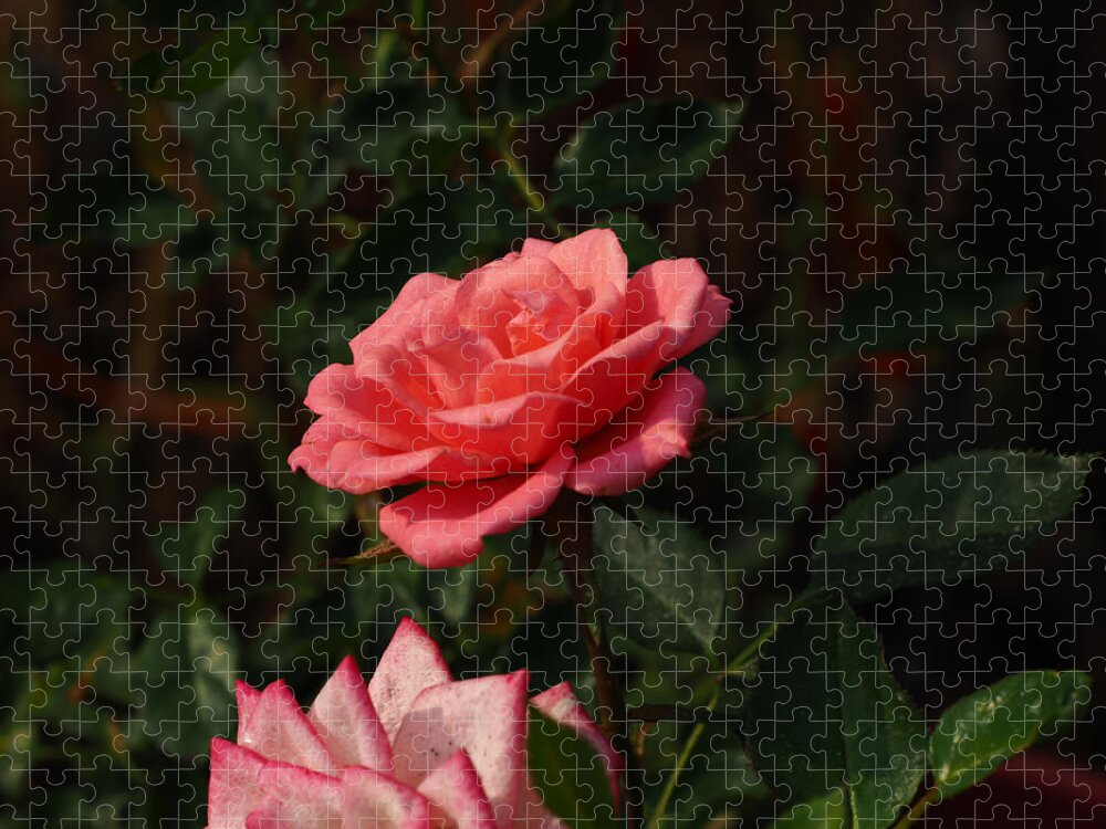Botanical Jigsaw Puzzle featuring the photograph Smokey Pink Beauty by Richard Thomas