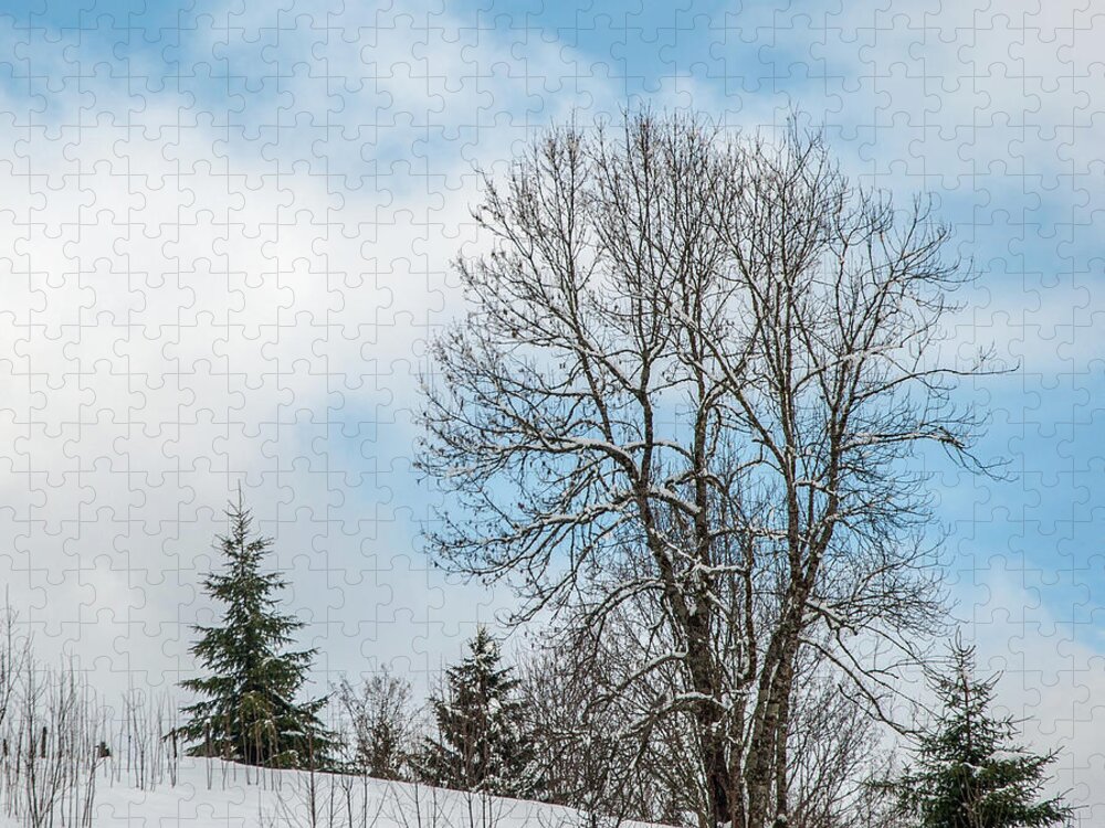 Trees In Snow Jigsaw Puzzle featuring the photograph Snow Beauty by Rob Hemphill