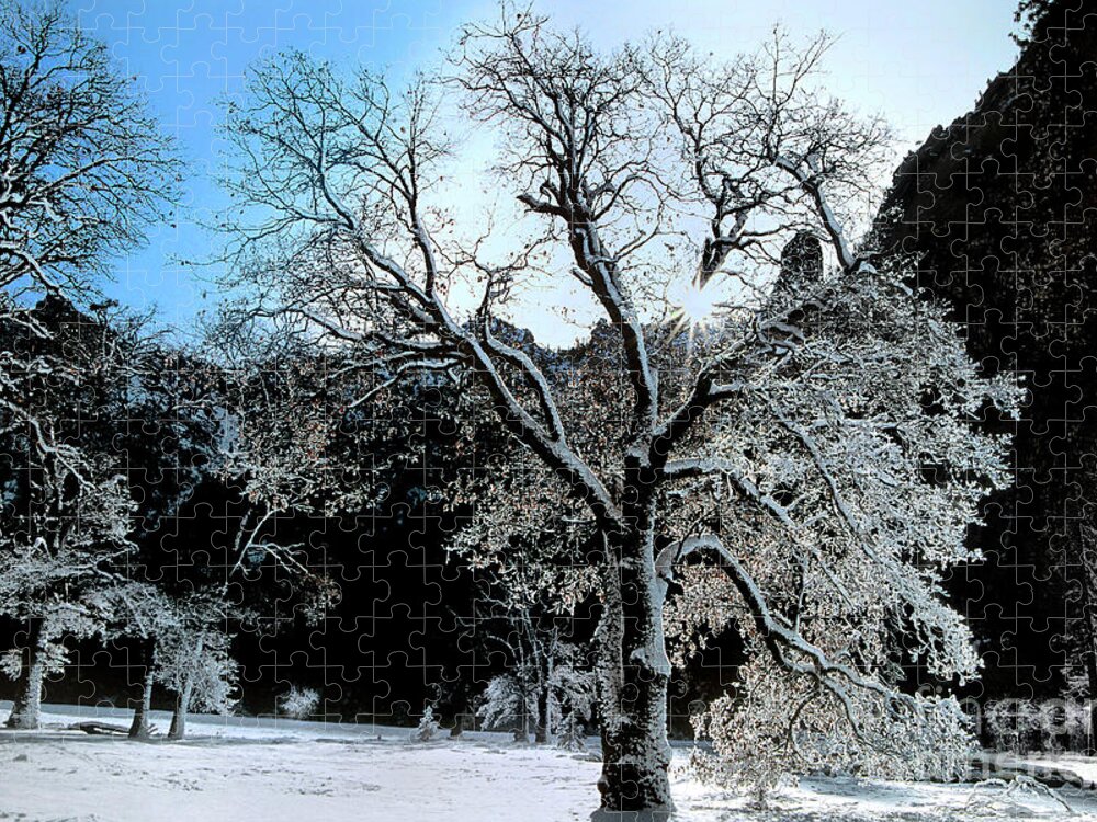 Dave Welling Jigsaw Puzzle featuring the photograph Snow Covered Black Oaks Quercus Kelloggii Yosemite by Dave Welling