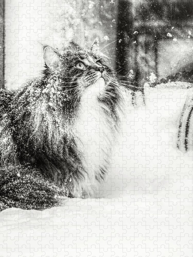 Cat Jigsaw Puzzle featuring the photograph Snow experience 2 by Jaroslav Buna
