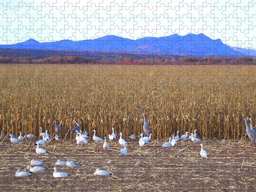 Snow Geese Jigsaw Puzzle featuring the photograph Snow geese and Cranes Feeding by Jerry Griffin