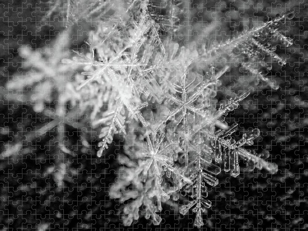 Snow Jigsaw Puzzle featuring the photograph Snowflake Pile Closeup Macro Winter Snow by Toby McGuire
