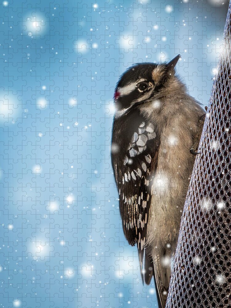 Woodpecker Jigsaw Puzzle featuring the photograph Snowy Downy Woodpecker by Patti Deters