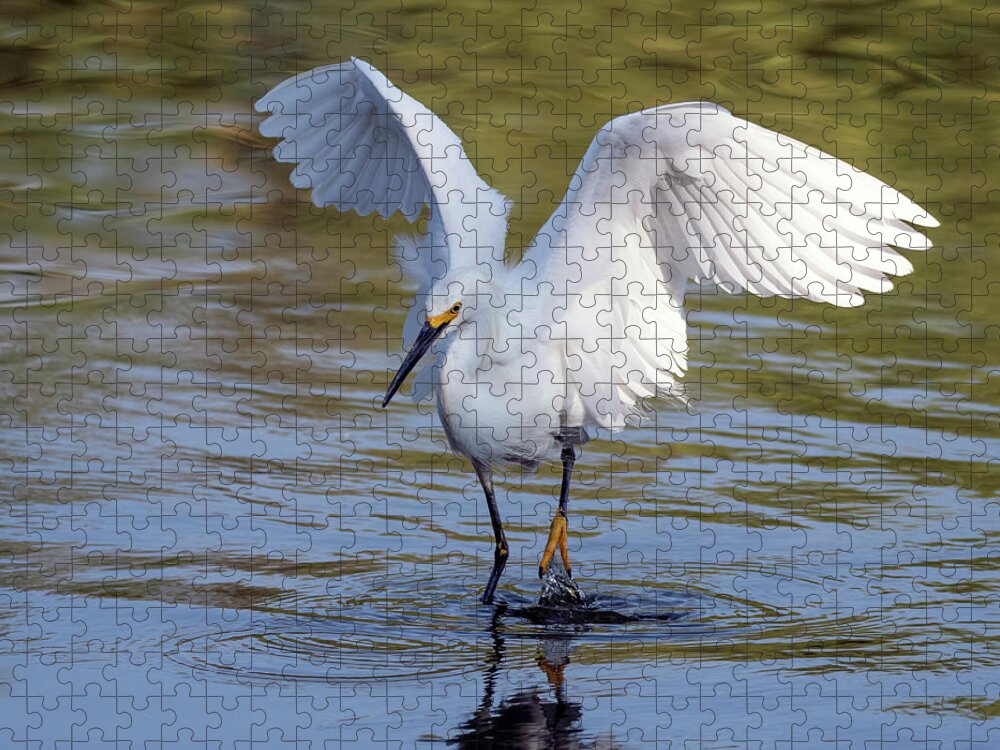Snowy Egret Jigsaw Puzzle featuring the photograph Snowy Egret 9182-061421-2 by Tam Ryan