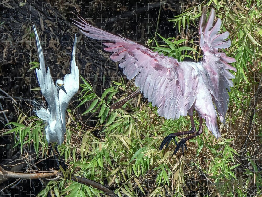 Snowy Egret Jigsaw Puzzle featuring the photograph Snowy Egret and Roseate Spoonbill 9306-061421-2 by Tam Ryan
