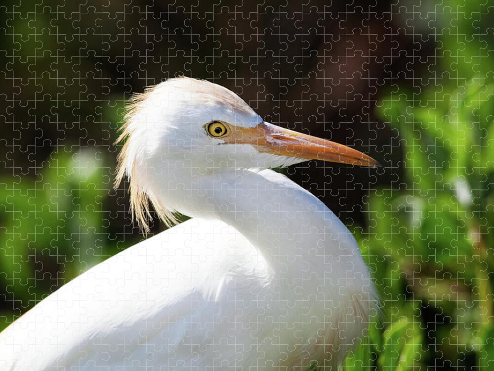 Snowy Egret Jigsaw Puzzle featuring the photograph Snowy Egret by Nasa