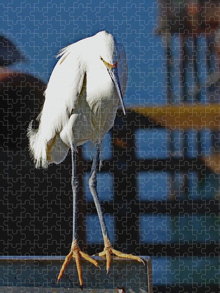 Snowy Egret Waits For Dinner At The Fish Cleaning Station Jigsaw Puzzle featuring the digital art Snowy Egret Waits For Dinner At The Fish Cleaning Station, by Tom Janca