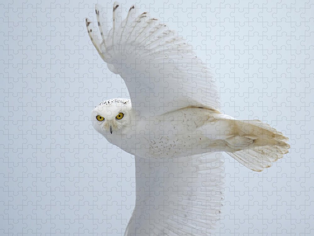 Snowy Owl Jigsaw Puzzle featuring the photograph Snowy Glance by CR Courson