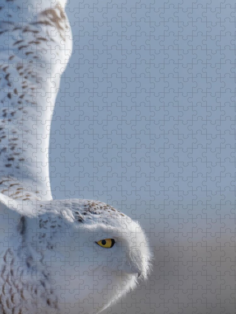 Snowy Owl Jigsaw Puzzle featuring the photograph Snowy Owl Flying High by Sylvia Goldkranz