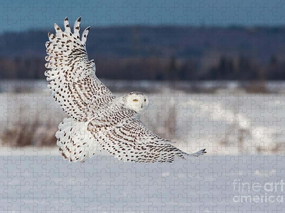 Art Jigsaw Puzzle featuring the photograph Snowy Owl in flight by Mircea Costina Photography