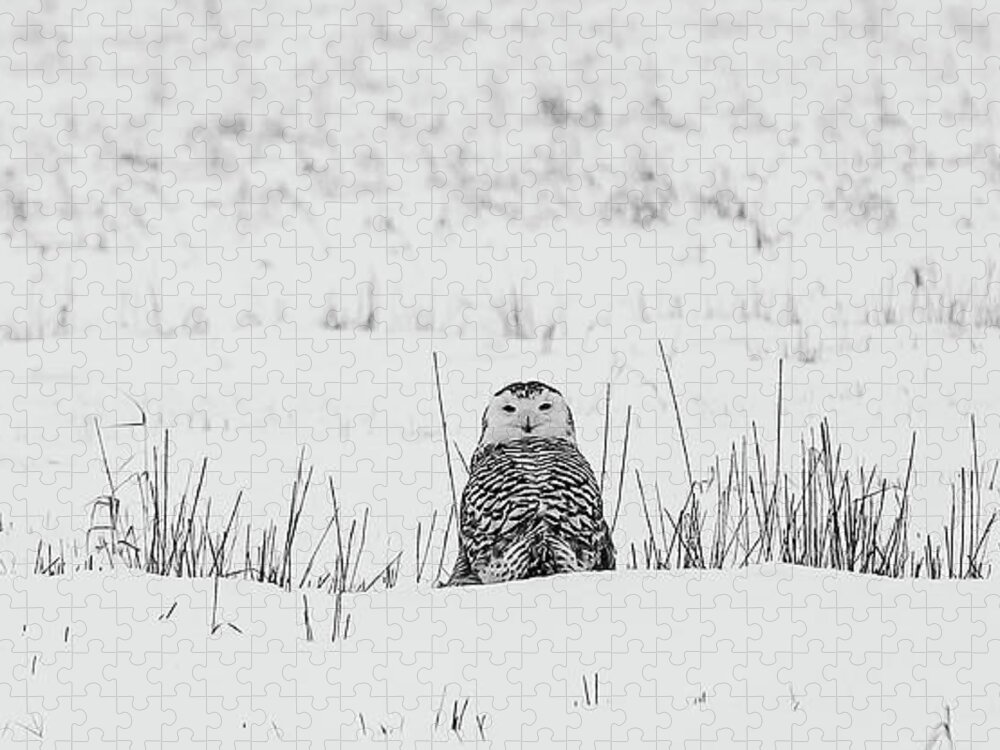 Snowy Owl Jigsaw Puzzle featuring the photograph Snowy Owl in Snowy Field by Carrie Ann Grippo-Pike