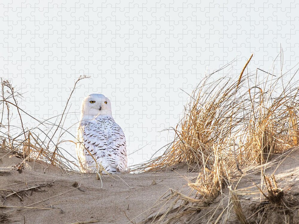 Snowy Jigsaw Puzzle featuring the photograph Snowy Owl in the Dunes by Denise Kopko