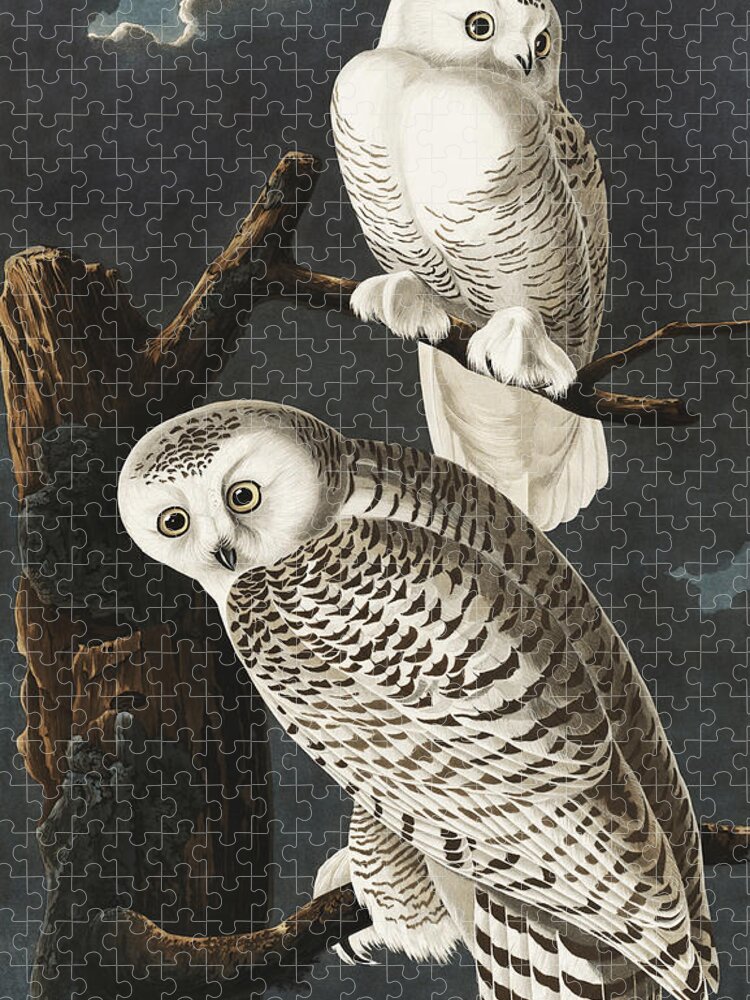 Snowy Owls Jigsaw Puzzle featuring the painting Snowy Owls. John James Audubon by World Art Collective