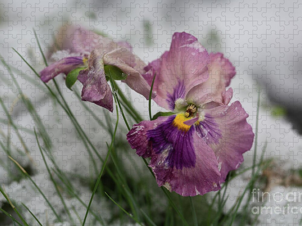 Pansies Jigsaw Puzzle featuring the photograph Snowy Pansies by Eva Lechner