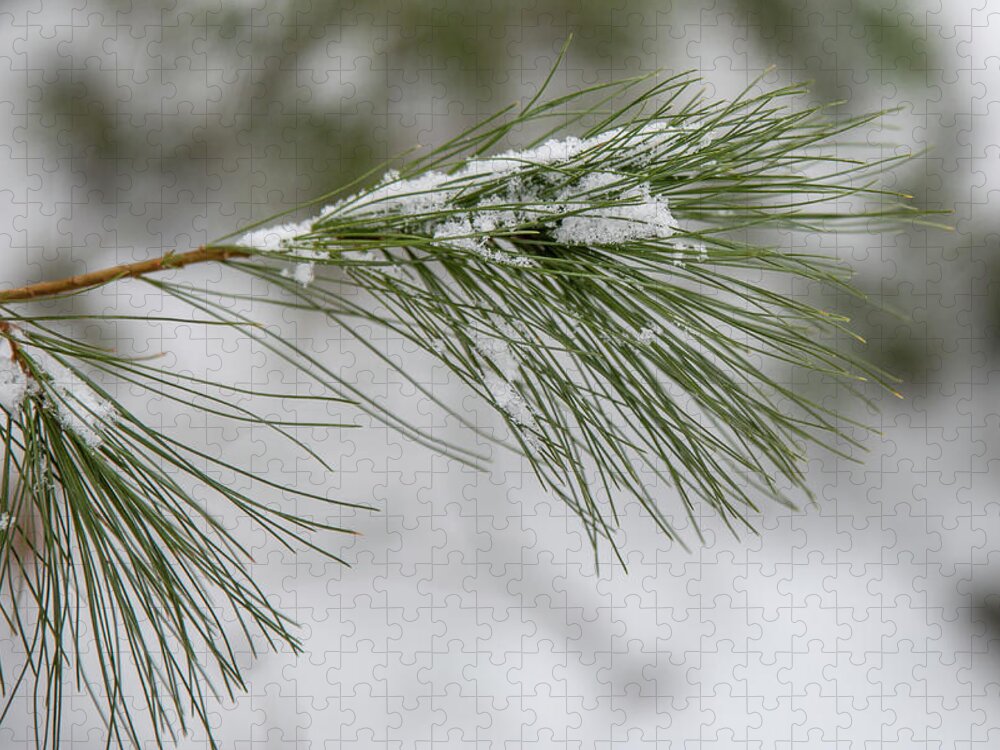 Pine Jigsaw Puzzle featuring the photograph Snowy Pine by Denise Kopko