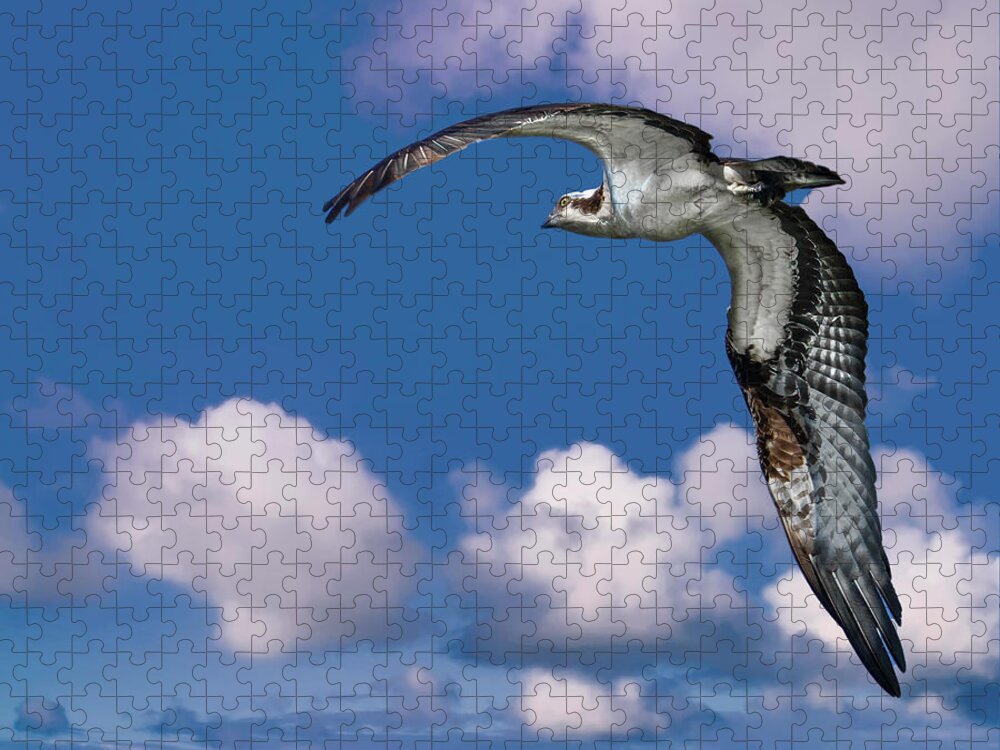 Backyard Jigsaw Puzzle featuring the photograph Soaring Osprey by Larry Marshall