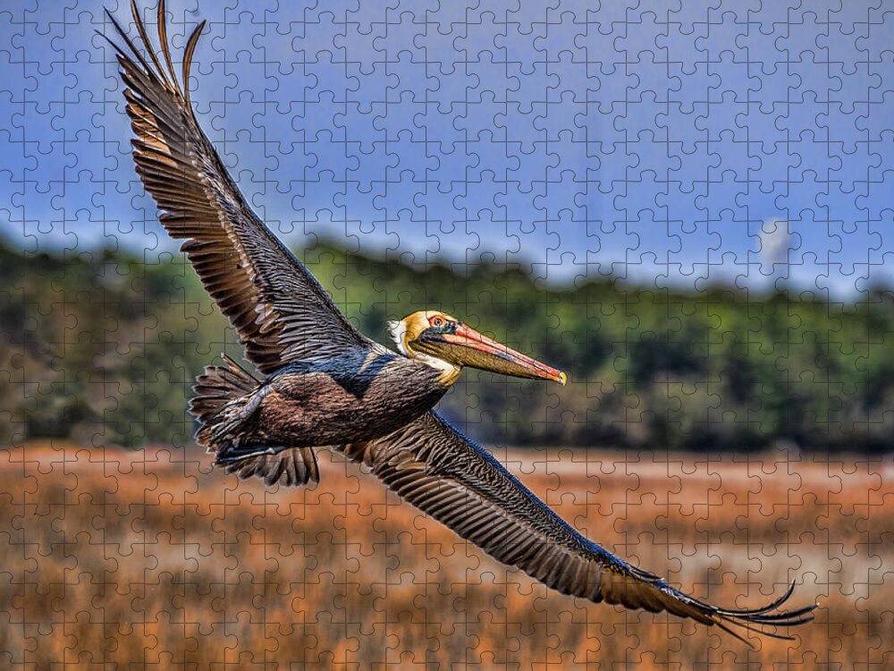 Pelican Jigsaw Puzzle featuring the photograph Soaring Pelican by Joe Granita