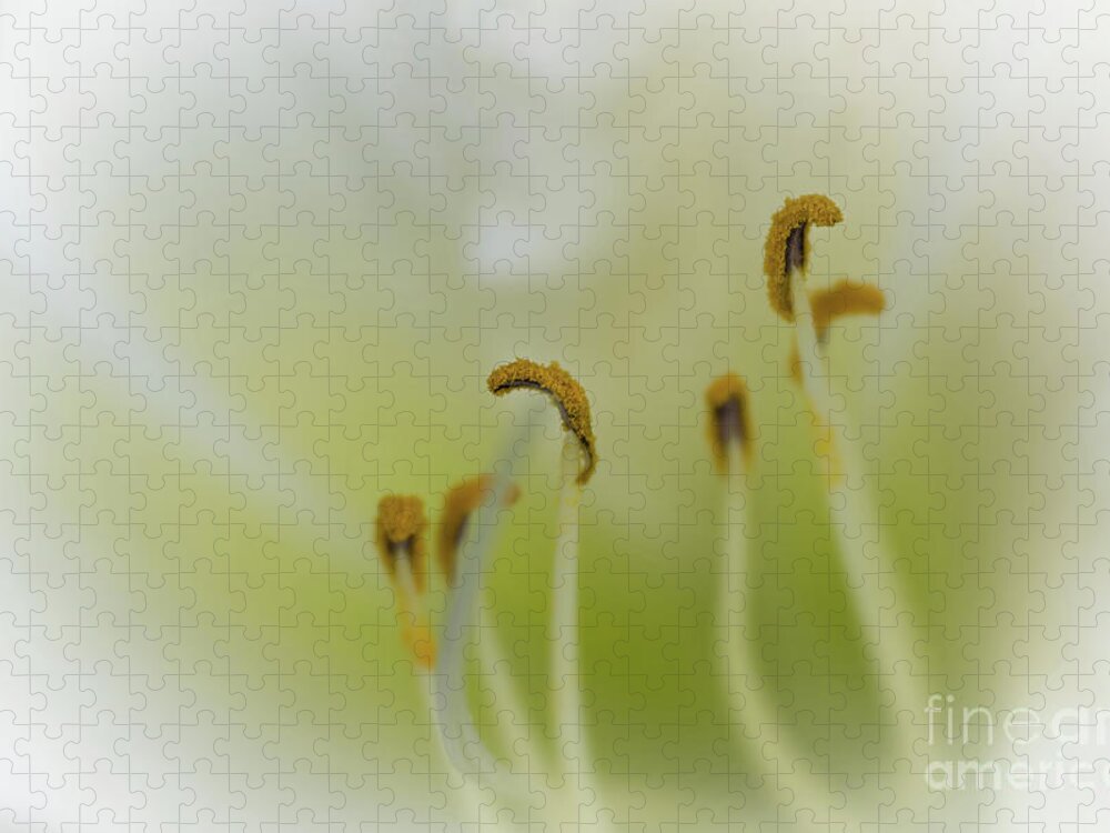 Flower Jigsaw Puzzle featuring the photograph Soft Dreamy and Pearly Daylily by Amy Dundon