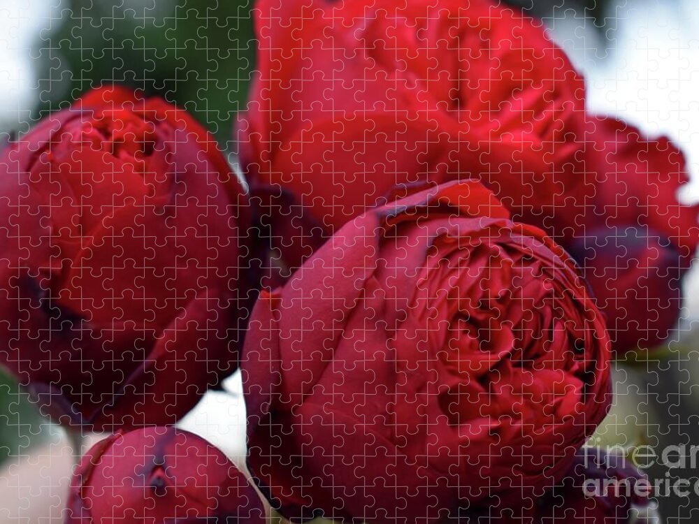 Nature Jigsaw Puzzle featuring the photograph Soft Kisses Of Rose by Leonida Arte