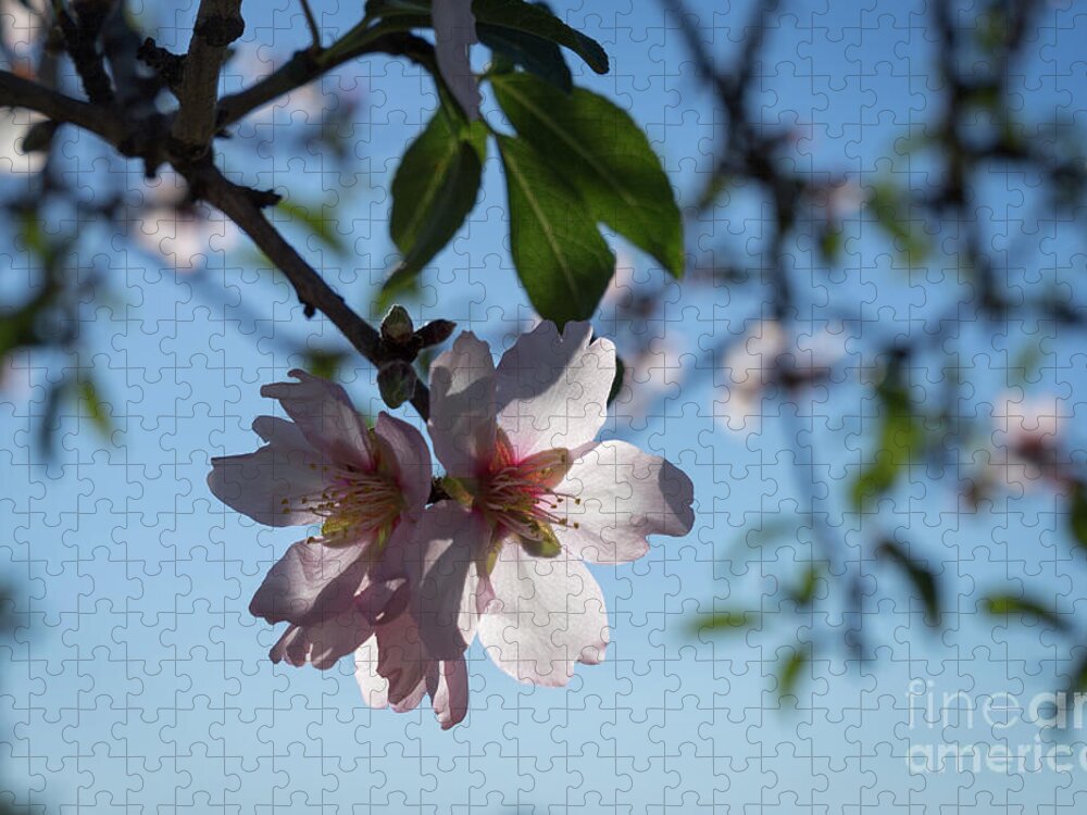 Almond Blossom Jigsaw Puzzle featuring the photograph Soft pink petals and almond blossom in Spain by Adriana Mueller