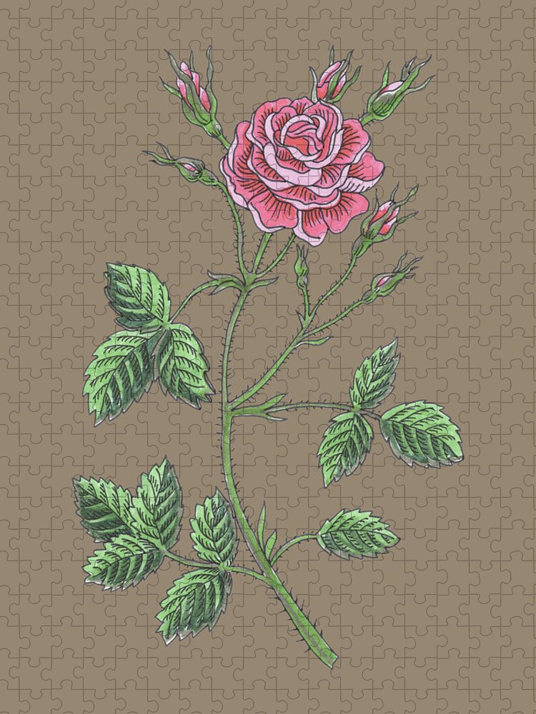 Rose Jigsaw Puzzle featuring the painting Soft Pink Vintage Garden Rose Flowers Watercolor Pattern On Dusty Beige by Irina Sztukowski