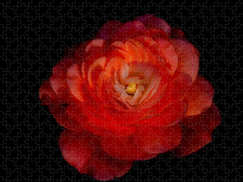 Rose Jigsaw Puzzle featuring the photograph Soft Red Rose by Carrie Hannigan