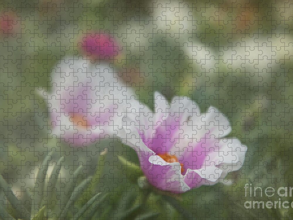 Purslane Jigsaw Puzzle featuring the photograph Soft Textured Purslane Flower by Amy Dundon
