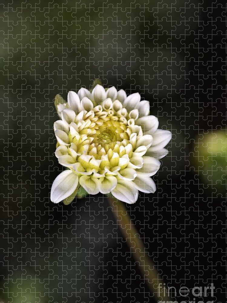 Dahlia Flower Jigsaw Puzzle featuring the photograph Soft White Dahlia by Joy Watson