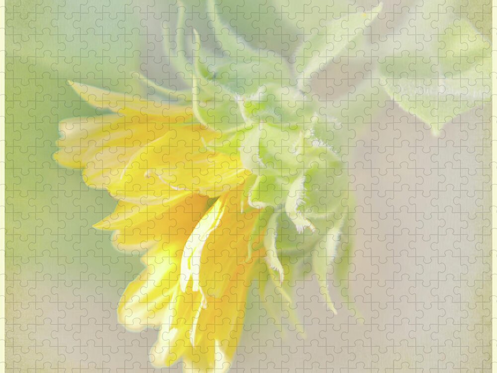 Sunflower Jigsaw Puzzle featuring the photograph Soft Yellow Sunflower Just Starting to Bloom by Patti Deters