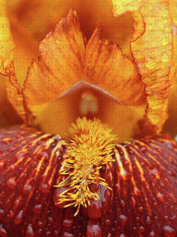 Flower Jigsaw Puzzle featuring the photograph Soggy Iris by Lens Art Photography By Larry Trager