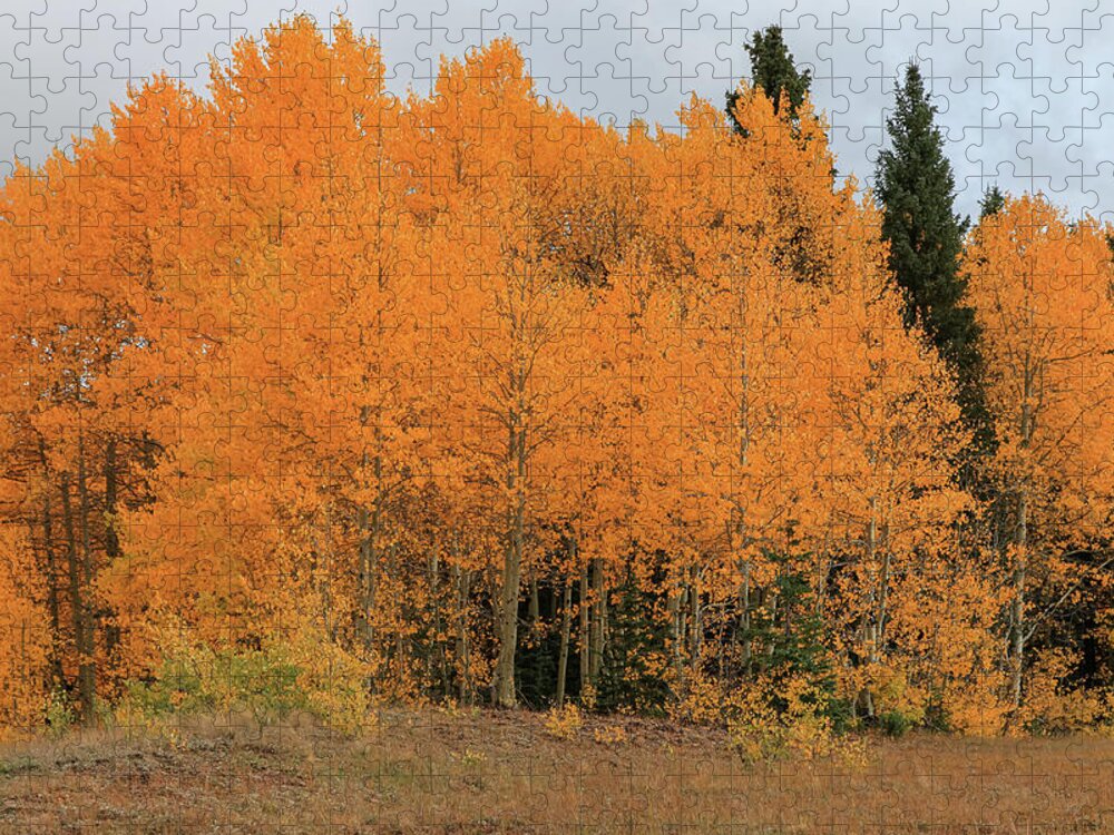 Foliage Jigsaw Puzzle featuring the photograph Solid Gold by Steve Templeton