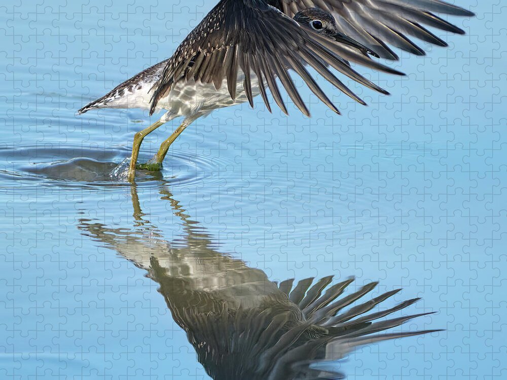 Chevalier Solitaire Jigsaw Puzzle featuring the photograph Solitary sandpiper by Carl Marceau